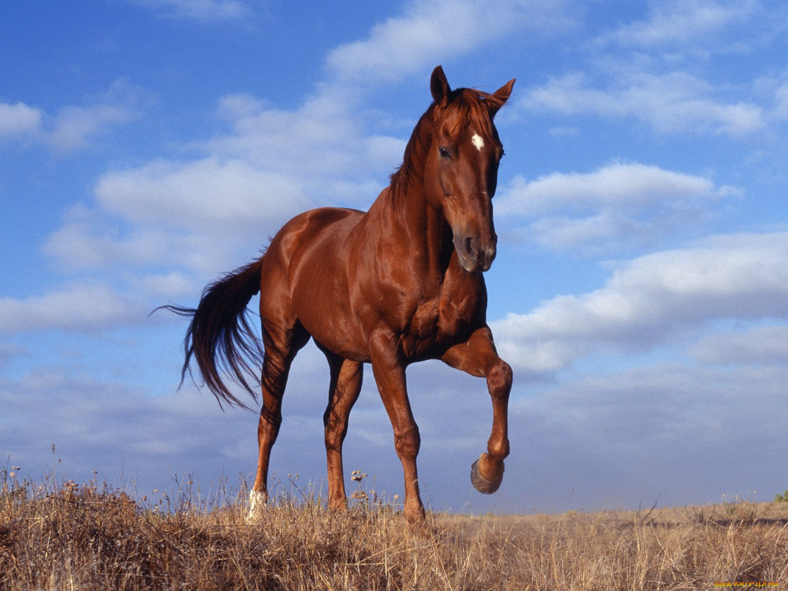 horse, , 